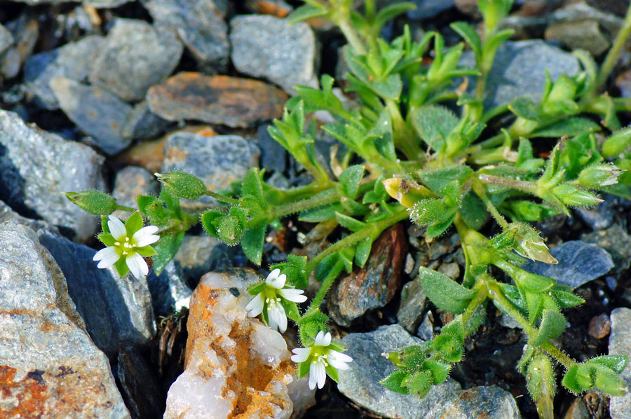 Cerastium diffusum / Peverina a quattro stili